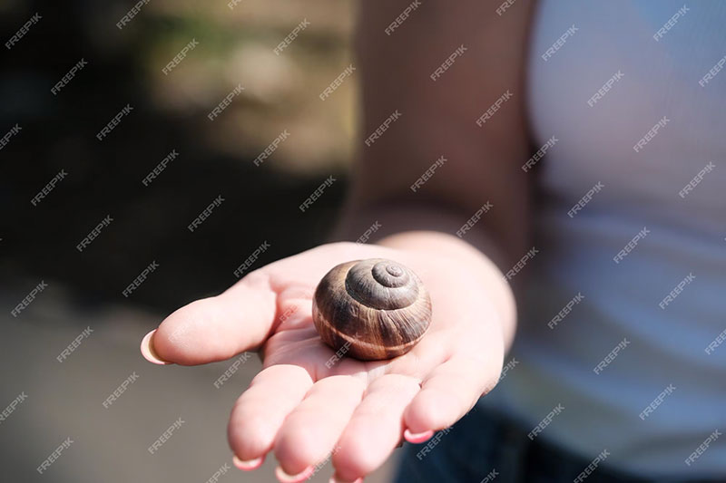 Snail Mucin Has a Multitude of Skin-Care Benefits